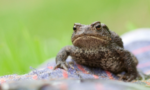 Common toad (Bufo bufo) on gardening glove amongst grass