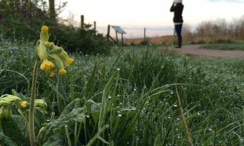 Cowslip and dew-soaked grass as a woman is birdwatching at Idle Valley Nature Reserve