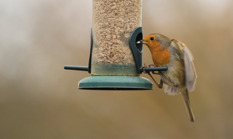 Robin on bird feeder