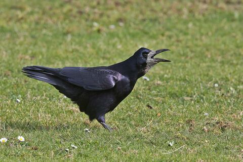 Rook | Nottinghamshire Wildlife Trust