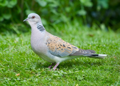 Turtle dove | Nottinghamshire Wildlife Trust Turtle dove | Nottinghamshire Wildlife Trust