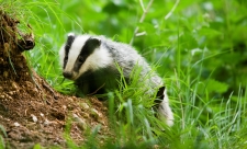 Badger Notts Wt cpt Elliott Neep NeepImages.com (6) Cropped Credit