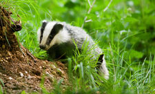 Broad-leaved dock | Nottinghamshire Wildlife Trust