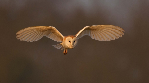 Barn owl