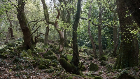 Broad-leaved mixed woodland