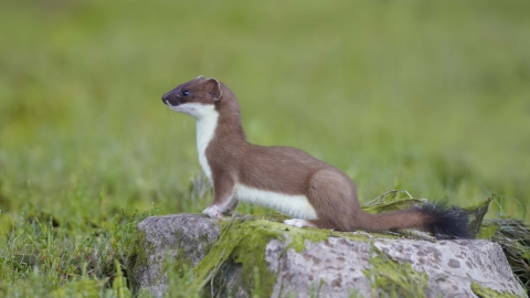 Stoat 