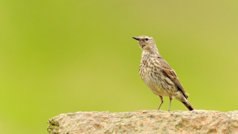 Rock pipit