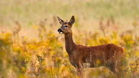 Roe deer