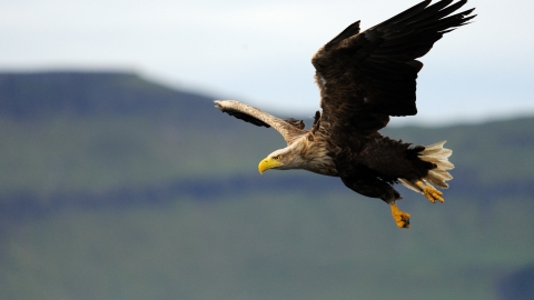 White-tailed eagle in flight