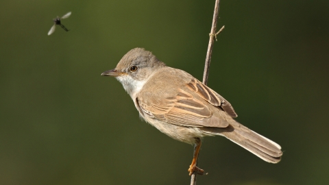 Whitethroat