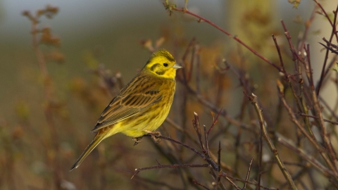 Yellowhammer