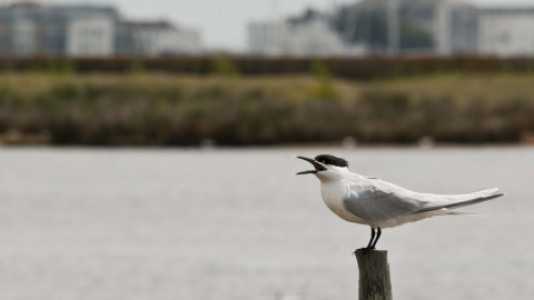 Sandwich Tern