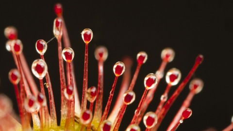 Round-leaved Sundew