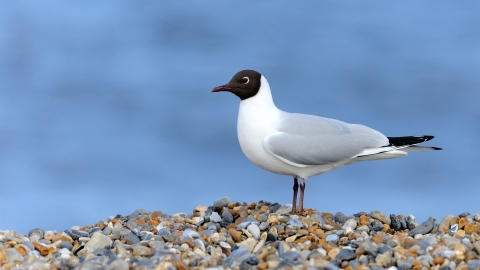 Black-headed Gull