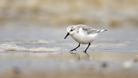 Sanderling