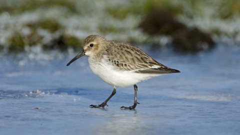 Dunlin