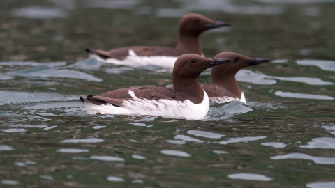 Guillemot