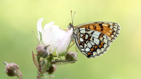 Heath Fritillary butterfly