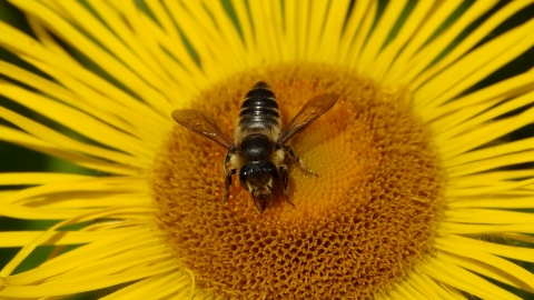 Patchwork Leaf-cutter Bee