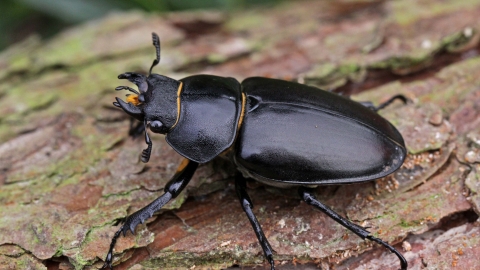 Lesser Stag Beetle