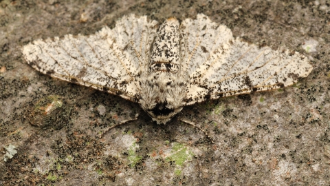 Peppered Moth