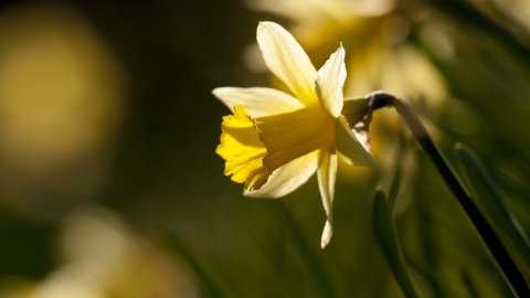 Wild Daffodil