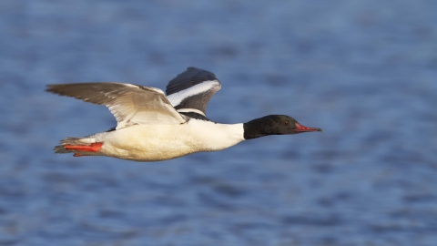 Goosander in flight