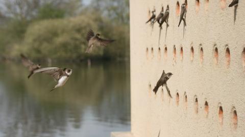 Sand Martin Hide Attenborough 