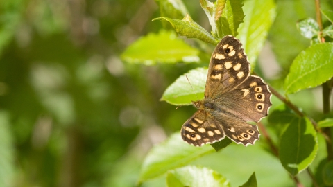 Speckled Wood