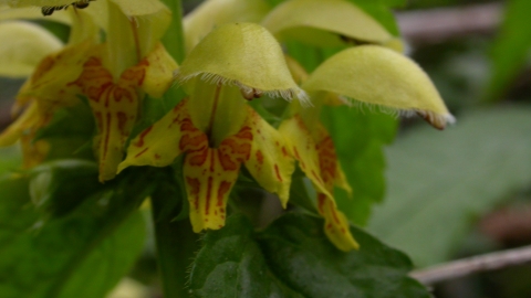 Yellow Archangel