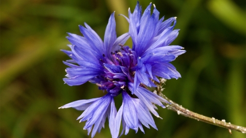 Cornflower