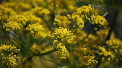 Fennel