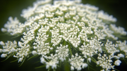 Wild Carrot