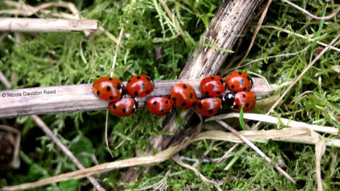 Walkeringham Nature Reserve | Nottinghamshire Wildlife Trust