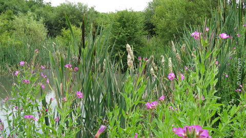 Walkeringham Nature Reserve | Nottinghamshire Wildlife Trust