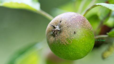 Apple Osmanthorpe cpt Al Greer