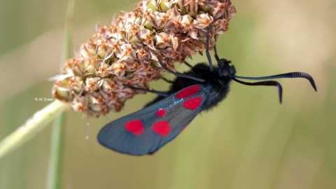 6-Spot Burnet Wilwell Farm Cutting Notts WT cpt Al Greer