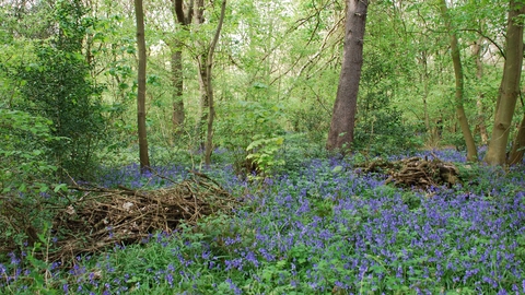 Bluebells in Ploughman Wood
