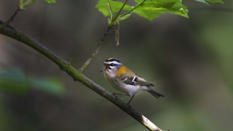 Firecrest