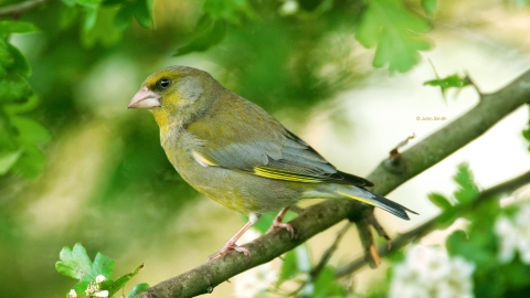 Greenfinch (1) NottsWT cpt John Smith