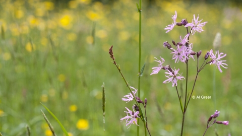 Ragged Robin Chilwell Meadow cpt Al Greer