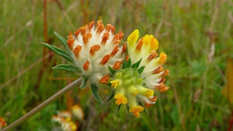 Kidney Vetch Steve Hammond