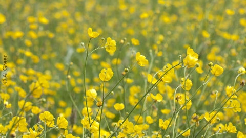 Meadow Buttercups, Chilwell Meadow cpt Al Greer