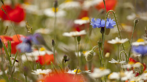 Wildflower Meadow NottsWT