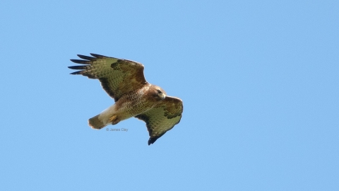 Buzzard Notts WT cpt James Clay