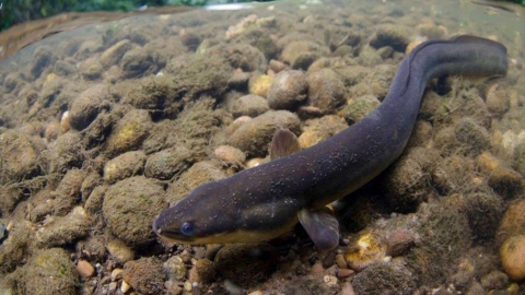 Eel Notts wt cpt Jack Perks