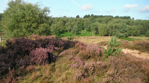 Rainworth Heath Notts WT