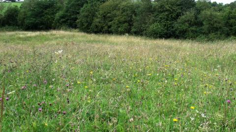 Teversal Pastures site visit 2010 NottsWT