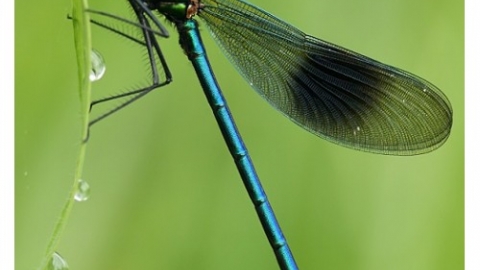 Banded Demoiselle