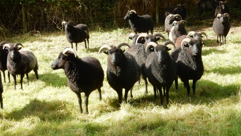 Conservation grazers at Wilwell Farm Cutting Notts WT cpt Tim Williams